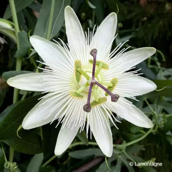 PASSIFLORA caerulea Constance elliot