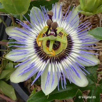 PASSIFLORA caerulea