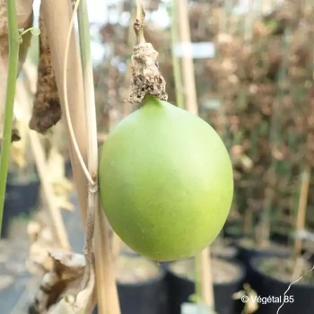 PASSIFLORA incarnata