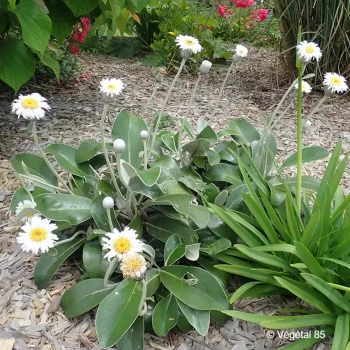 PACHYSTEGIA insignis Daizea