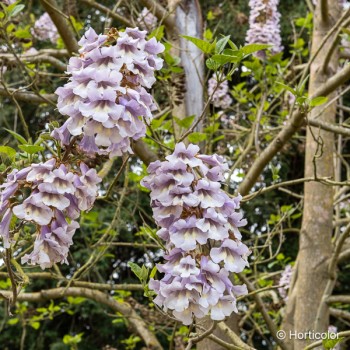 PAULOWNIA tomentosa