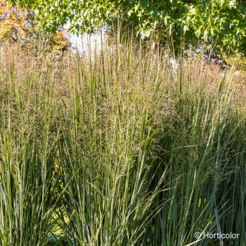 PANICUM virgatum Prairie sky