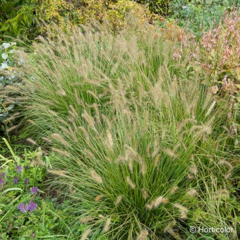 PENNISETUM alopecuroides Hameln