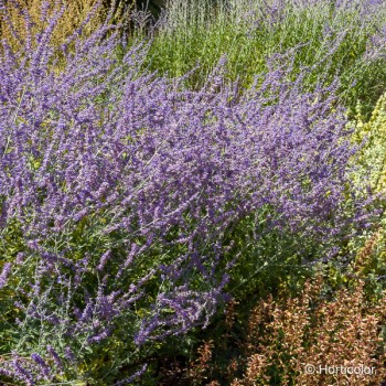 PEROVSKIA atriplicifolia Blue spire