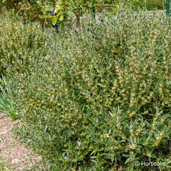 PHILLYREA angustifolia