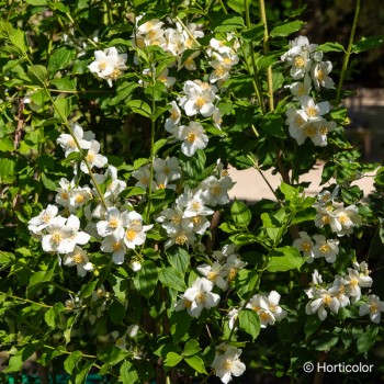 PHILADELPHUS Belle étoile