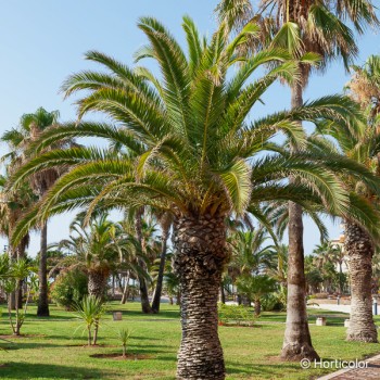 PHOENIX canariensis