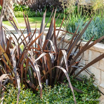 PHORMIUM cookianum All back