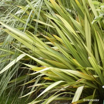 PHORMIUM cookianum Apricot queen