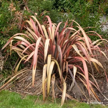 PHORMIUM cookianum Evening glow