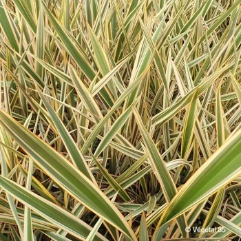PHORMIUM cookianum Golden ray