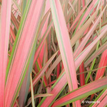 PHORMIUM cookianum Jester