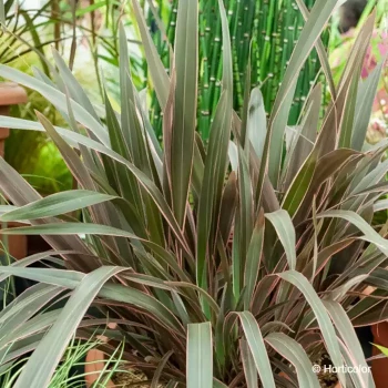 PHORMIUM cookianum Pink stripe