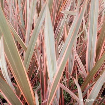 PHORMIUM cookianum Rainbow queen