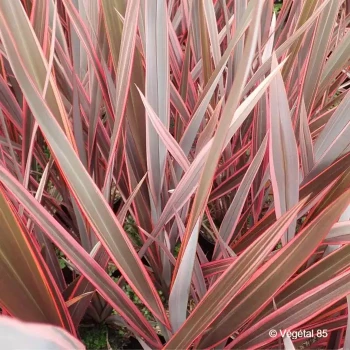PHORMIUM cookianum Sundowner