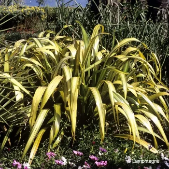 PHORMIUM cookianum Yellow wave