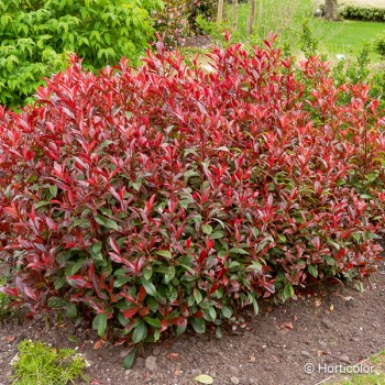 PHOTINIA fraseri Carre rouge
