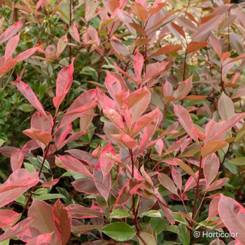 PHOTINIA fraseri Louise mclarlou