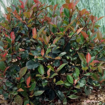 PHOTINIA fraseri Nana select