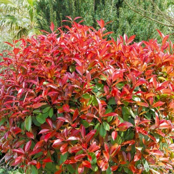 PHOTINIA fraseri Red robin