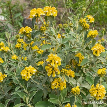 PHLOMIS fruticosa