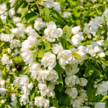 PHILADELPHUS Manteau dhermine