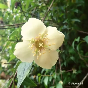 PHILADELPHUS mexicanus