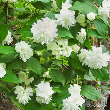 PHILADELPHUS Minnesota snowflake