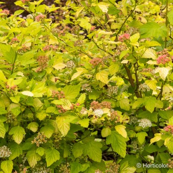 PHYSOCARPUS opulifolius Darts gold