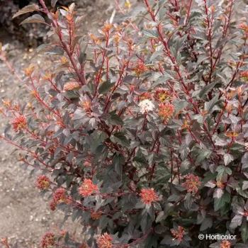 PHYSOCARPUS opulifolius Little joker