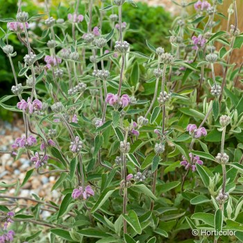PHLOMIS purpurea