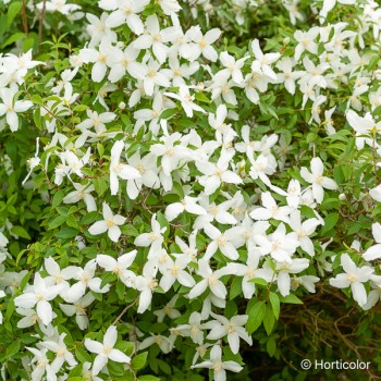 PHILADELPHUS Silver shower