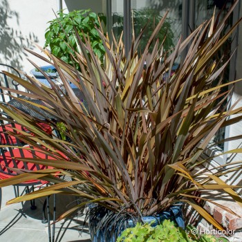 PHORMIUM tenax Purpureum