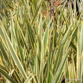 PHORMIUM tenax Variegatum