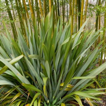 PHORMIUM tenax