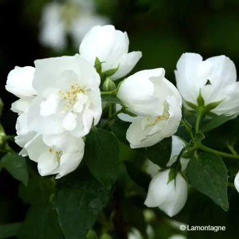 PHILADELPHUS x virginalis