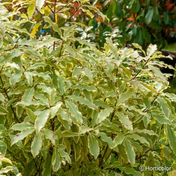 PITTOSPORUM eugenioïdes Variegatum