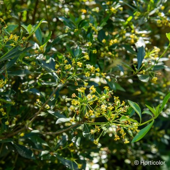 PITTOSPORUM heterophyllum