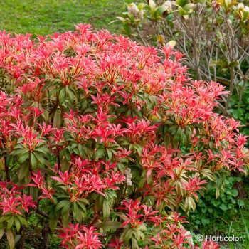 PIERIS japonica Forest flame