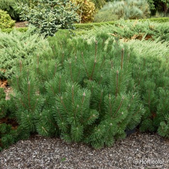 PINUS mugo Pumilio