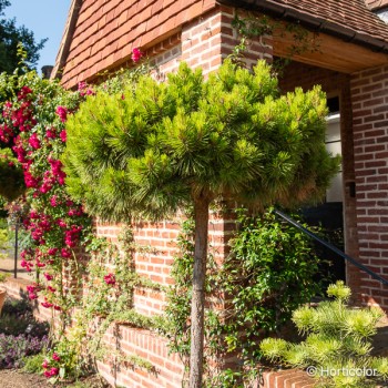 PINUS nigra Pierrick bregeon brepo