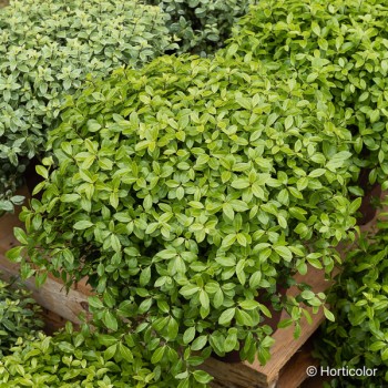 PITTOSPORUM tenuifolium Golf ball
