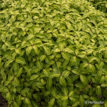 PITTOSPORUM tenuifolium Golden ball