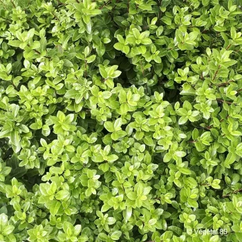 PITTOSPORUM tenuifolium Midget