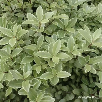 PITTOSPORUM tenuifolium Silver ball
