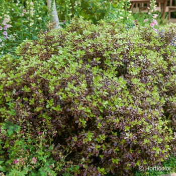 PITTOSPORUM tenuifolium Tom thumb