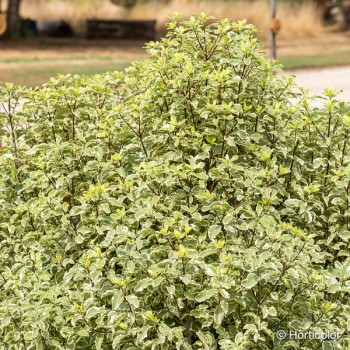 PITTOSPORUM tenuifolium Variegatum