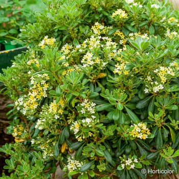 PITTOSPORUM tobira Nanum