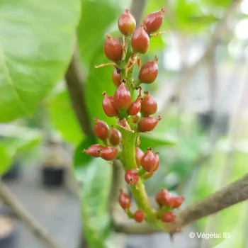 PISTACIA vera Kerman (femelle)