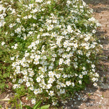 POTENTILLA fruticosa Abbotswood